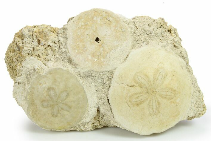 Three Fossil Sand Dollars (Scutella) - France #264724